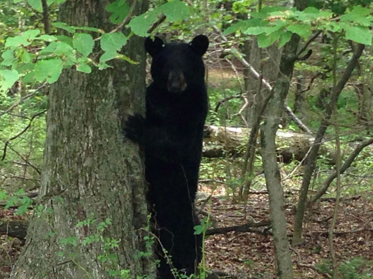 Foto: Un oso mira fijamente a la cámara en un parque zoológico (Reuters/Barbara Goldberg)