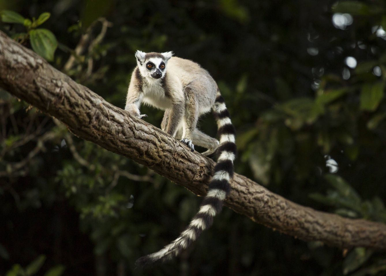 Lemur. (Shutterstock)