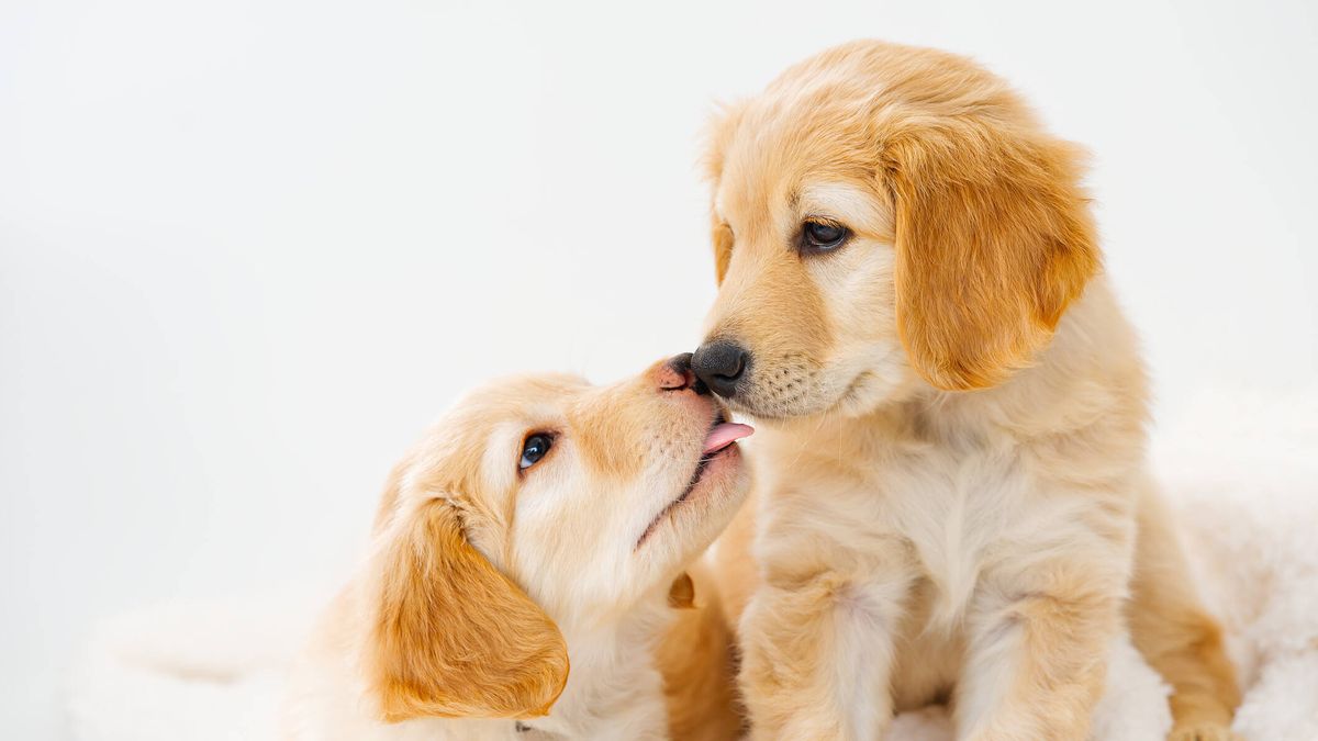 Estas son las razas de perro más cariñosas que hay (por si estás pensando adoptar)