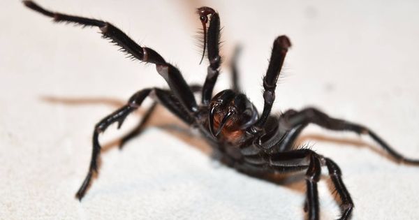 Foto: Las arañas de Sídney pueden ser mortales (EFE EPA Australian Reptile Park)