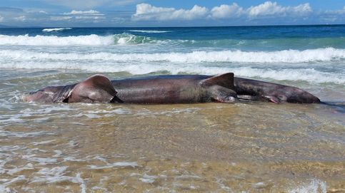 Aparece varado en la playa de Doniños de Ferrol el cadáver de un tiburón peregrino de seis metros de largo