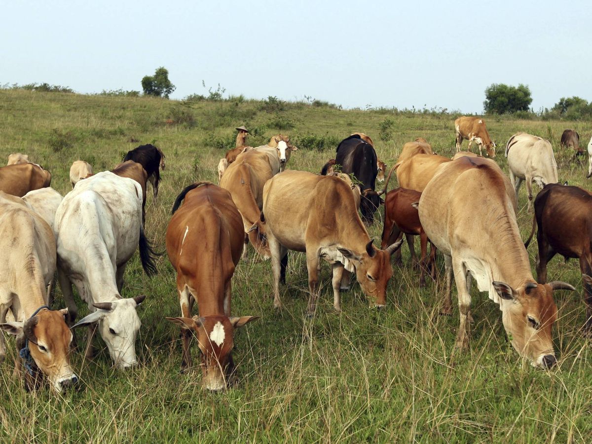 Foto: Vacas en un prado. (EFE/Adi Weda)