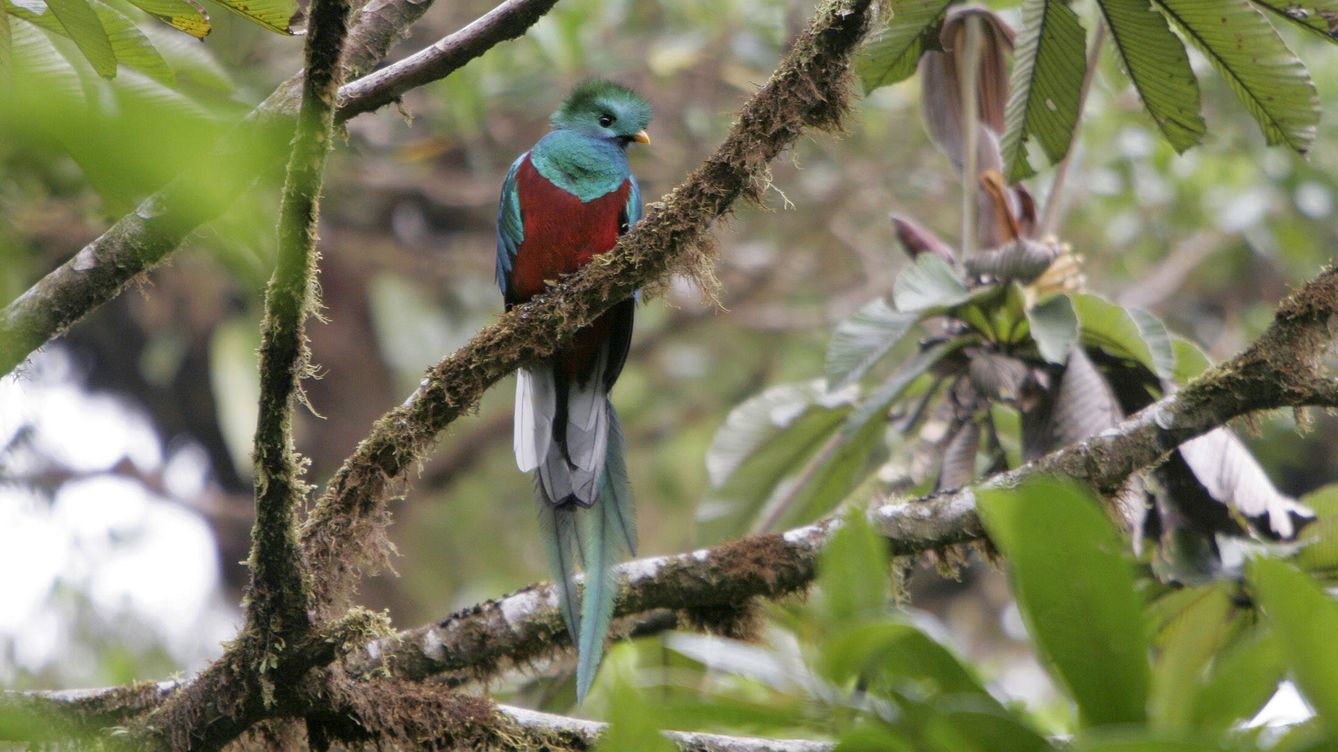 Foto: Quetzal guatemalteco en Costa Rica. Vertiente del Pacífico. (Andoni Canela)