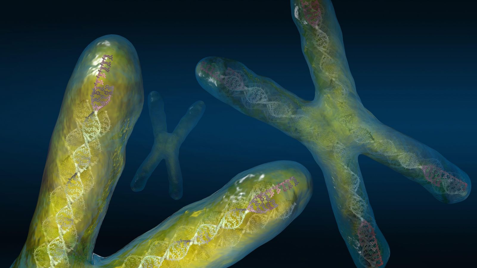 Foto: Los telómeros, en el extremo de los cromosomas, podrían ser la clave para acabar con el cáncer. (Corbis)