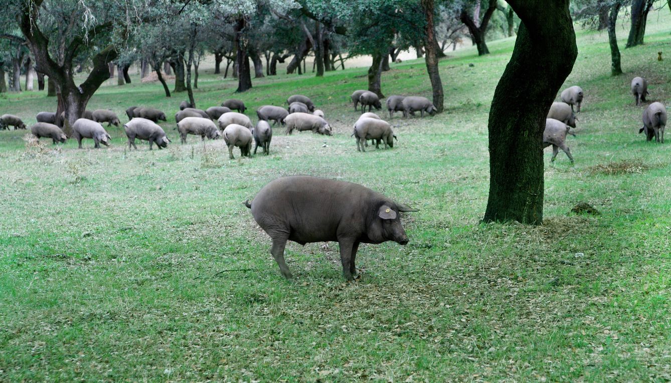 El cerdo ibérico, en la dehesa. (iStock)