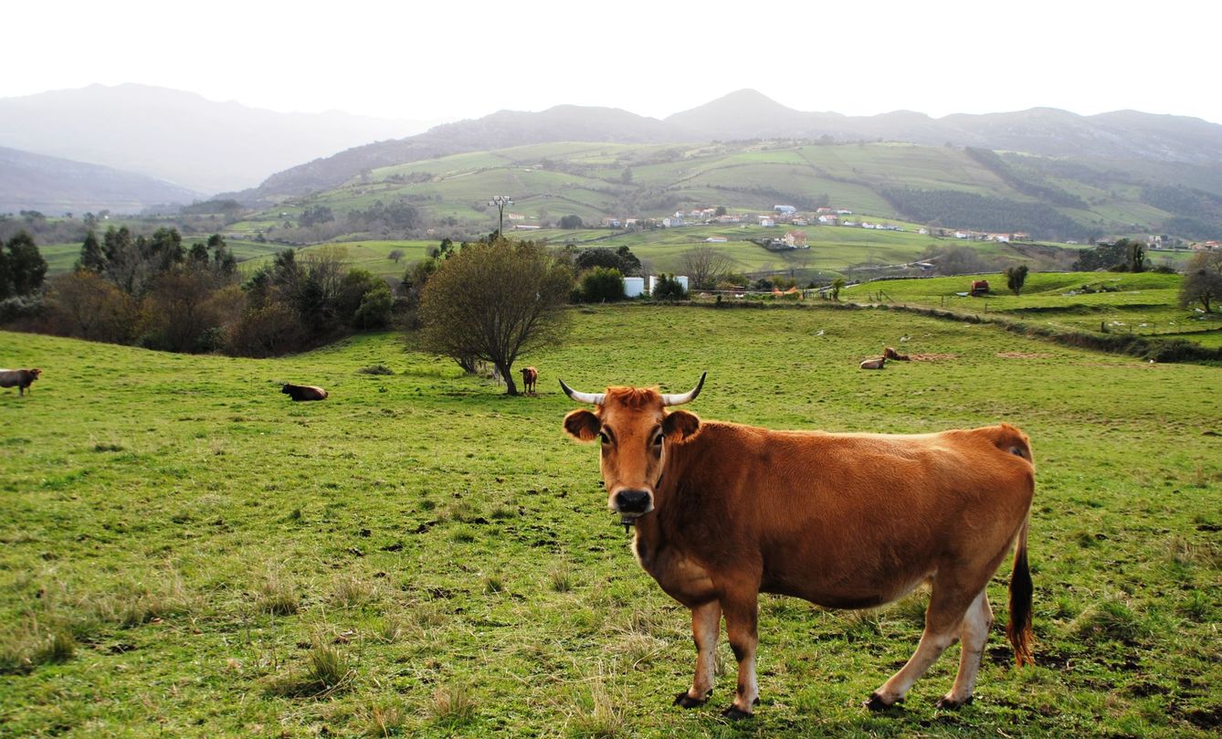 Valles, pastos y prados en torno a la ruta indiana de Asturias (Foto: David Vega)