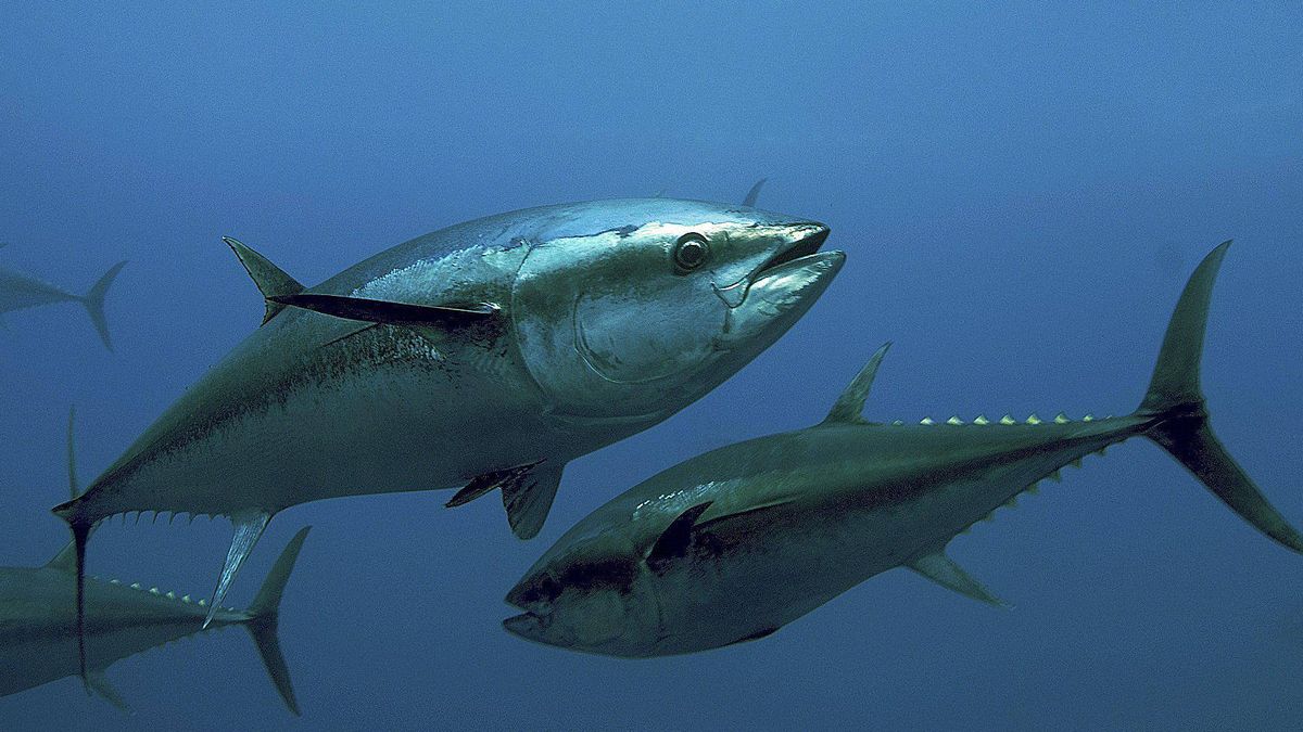 Un inspector español de la UE exigió sin éxito a Malta liberar 262.000 kg de atún ilegal