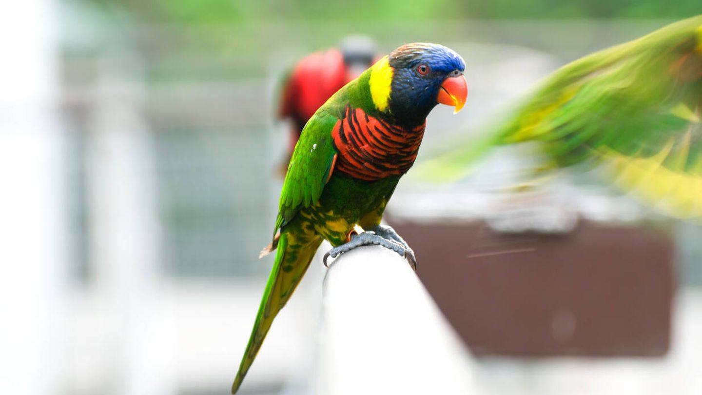 Parque de Aves Jurong de Singapur (Fuente: iStock)