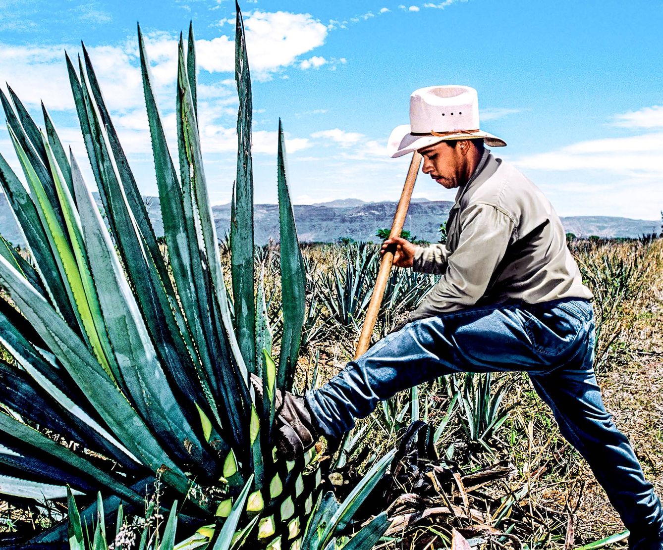 El tequila procede del agave azul, que se cultiva en algunas zonas de México, como Jalisco.