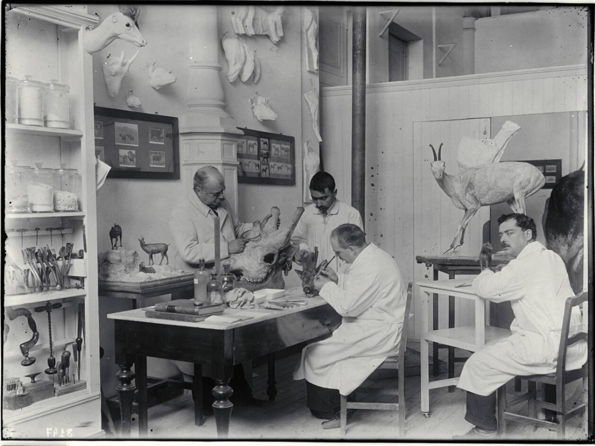 Foto: Montaje de la jirafa en el laboratorio de taxidermia. De izquierda a derecha: sentados, José María Benedito y Luis Benedito; en pie, ayudante y Conrado Chaves. (Archivo del Museo)
