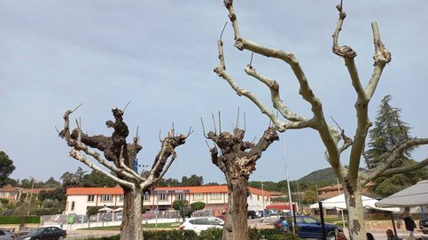 Noticia de Cortar por lo sano: por qué casi toda España está podando mal los árboles urbanos