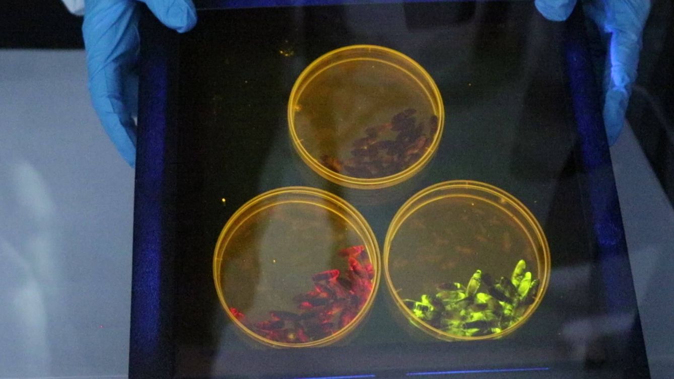 Crisálidas sin inocular (arriba) y crisálidas inoculadas con el virus modificado para que expresen proteínas fluorescentes roja (abajo a la izquierda) y verde (a la derecha)