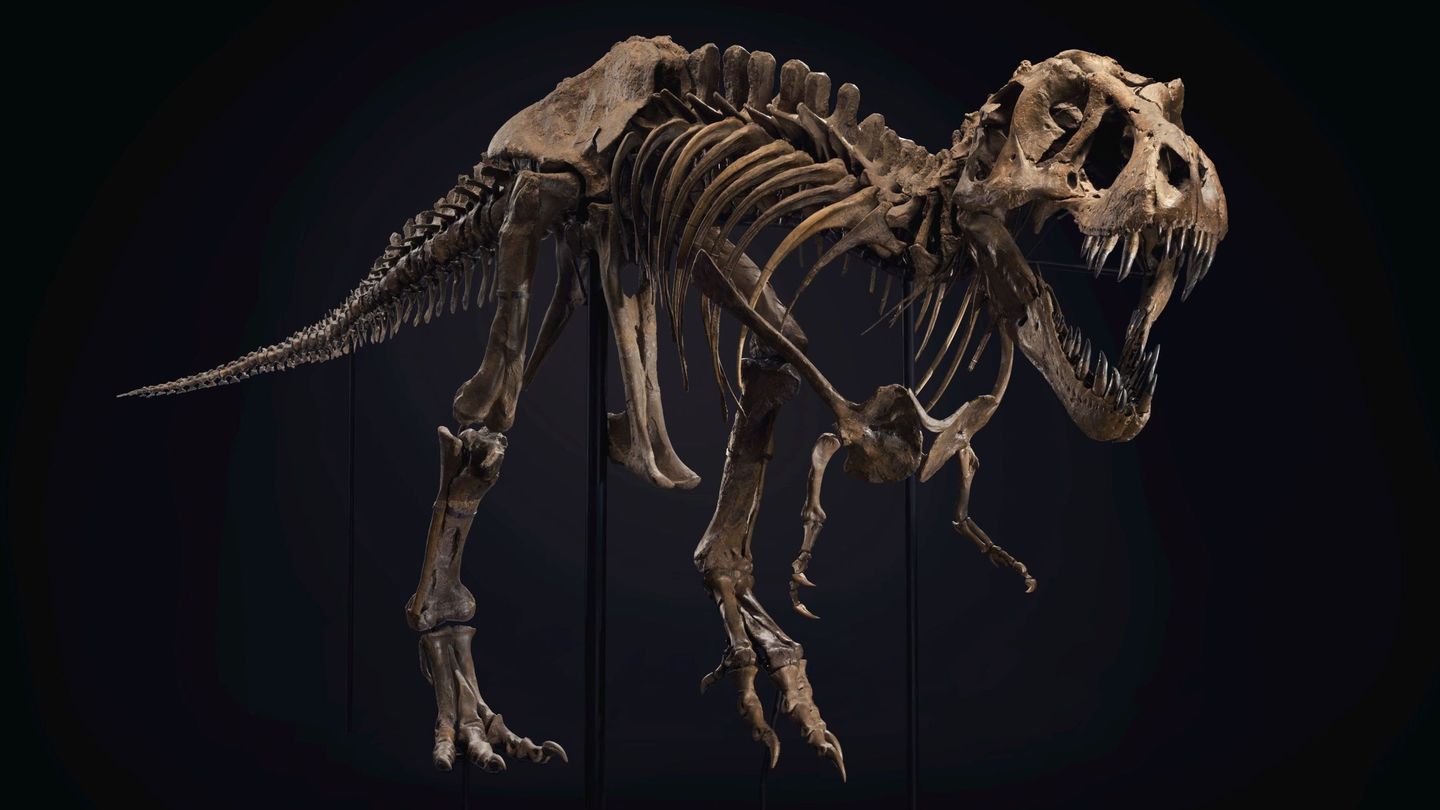 Esqueleto del T-Rex. (EFE)