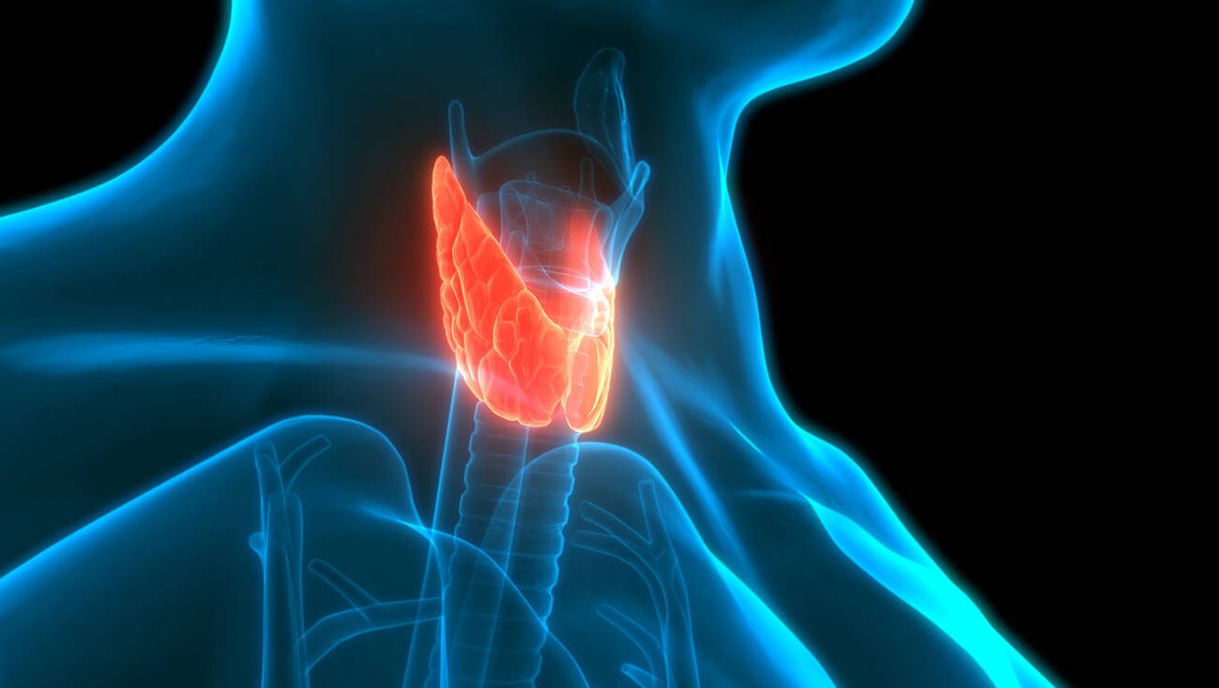 La tiroides, en rojo. (iStock)
