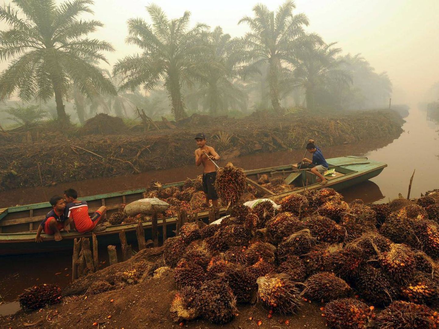 Trabajadores descargan frutos en una plantación de aceite de palma en Sumatra. (Reuters)