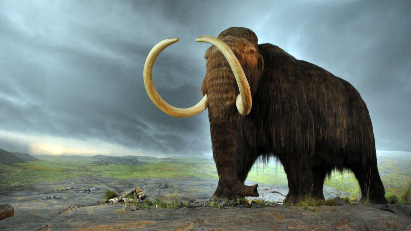 Foto: El mamut lanudo podría volver a pisar la tierra en 2027. 