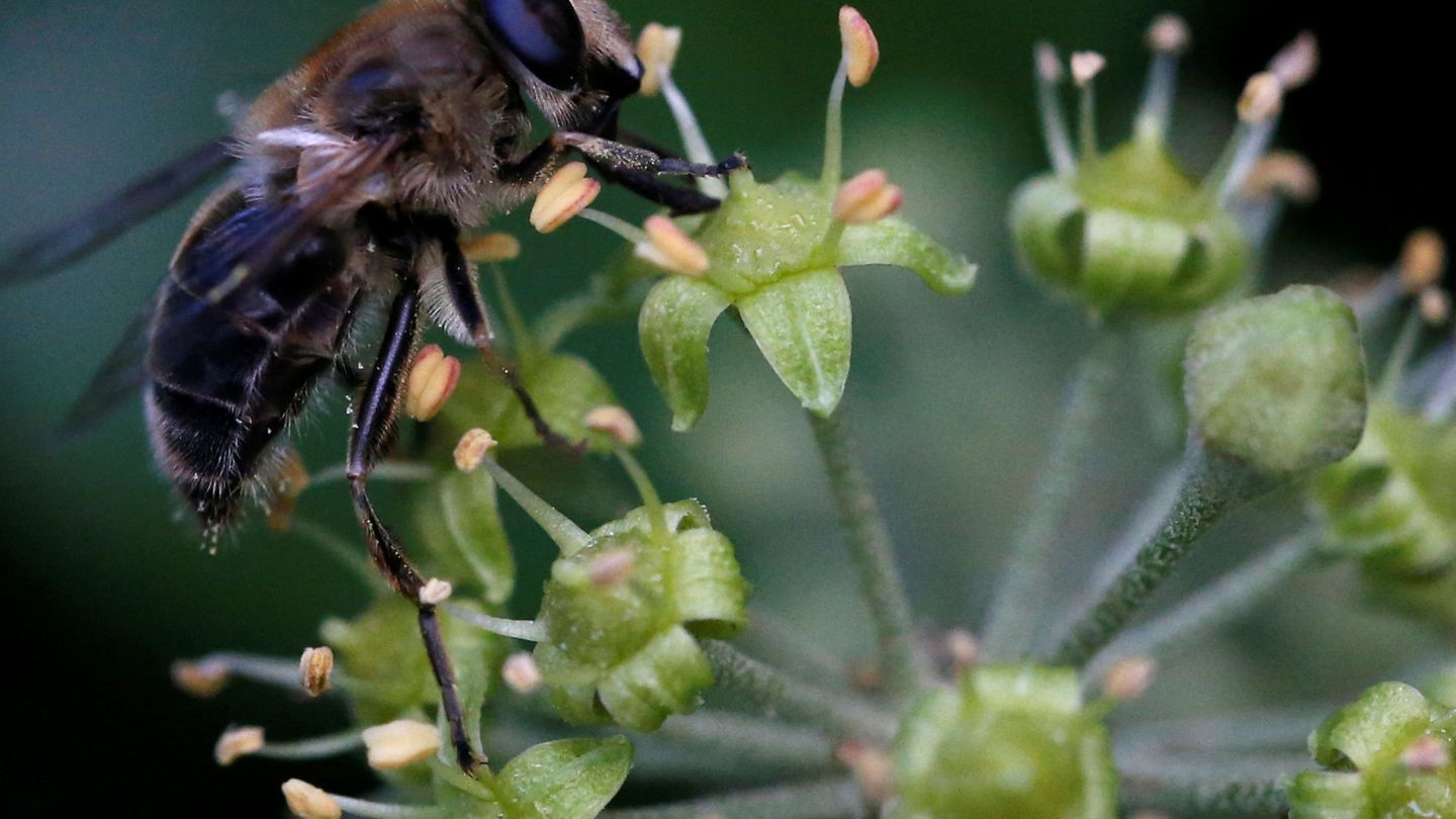 Los insectos de algunas islas podrían dejar de volar para ahorrar energía