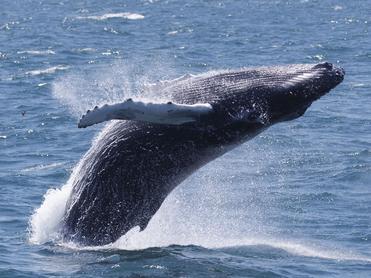 Foto: Una ballena yubarta saltando del agua (EFE/C.J.Gunther)