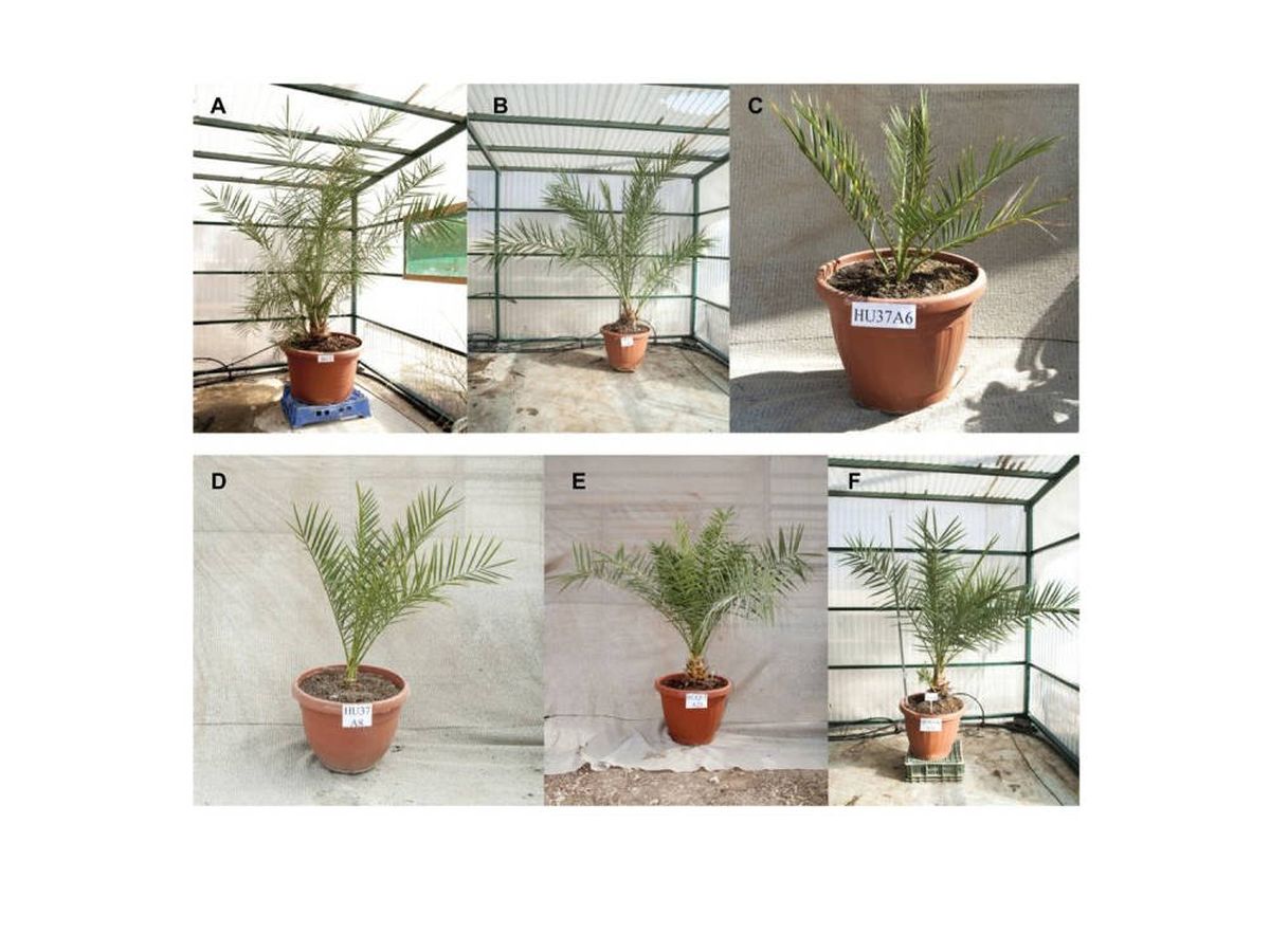 Foto: Foto de las seis palmeras germinadas. Foto: Science Advances.