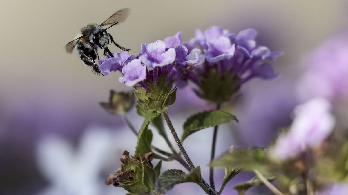 Los alérgicos al polen se enfrentan a una primavera intensa, sobre todo en Madrid y Toledo