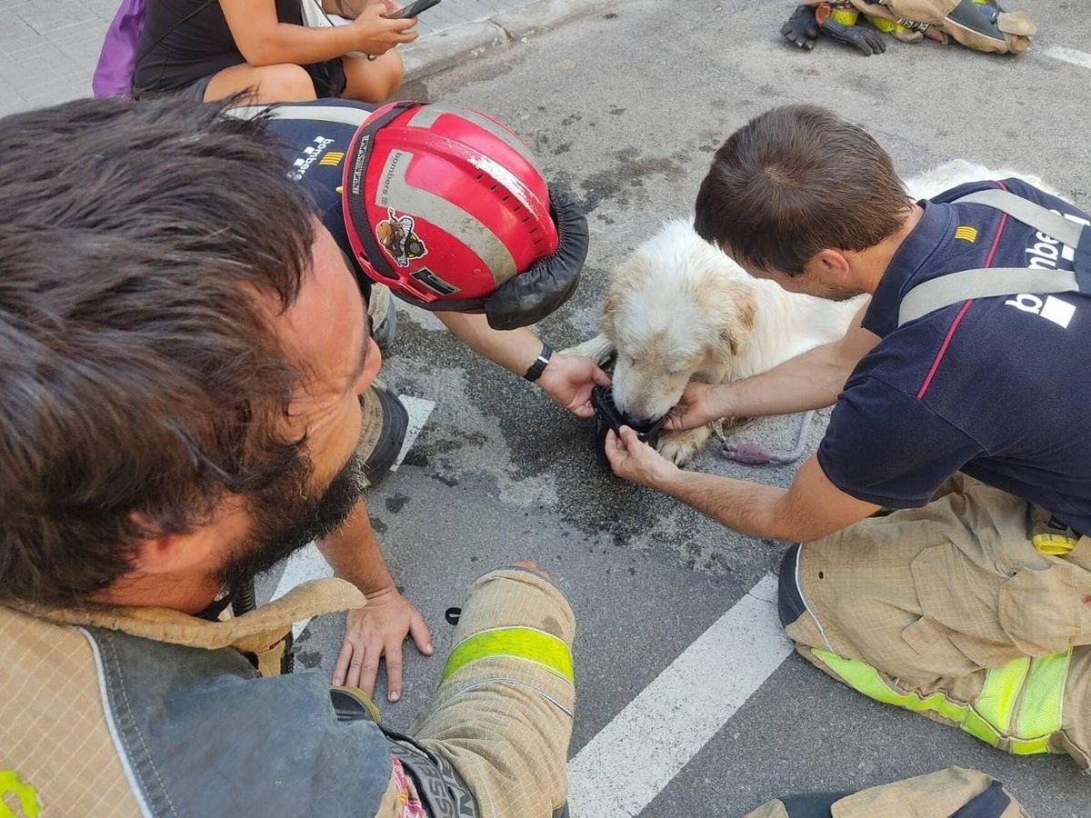 Foto: Los bomberos, dando agua al perro. (Europa Press/Policía de Terrassa)