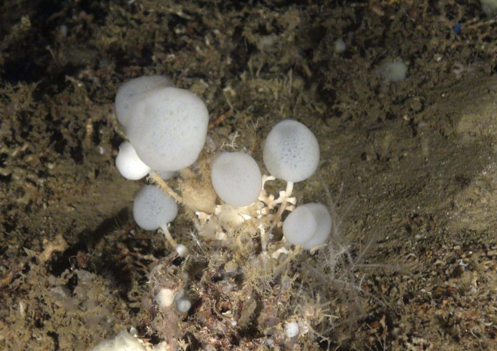 Foto: Descubren una nueva especie de esponja de cristal en el Mediterráneo
