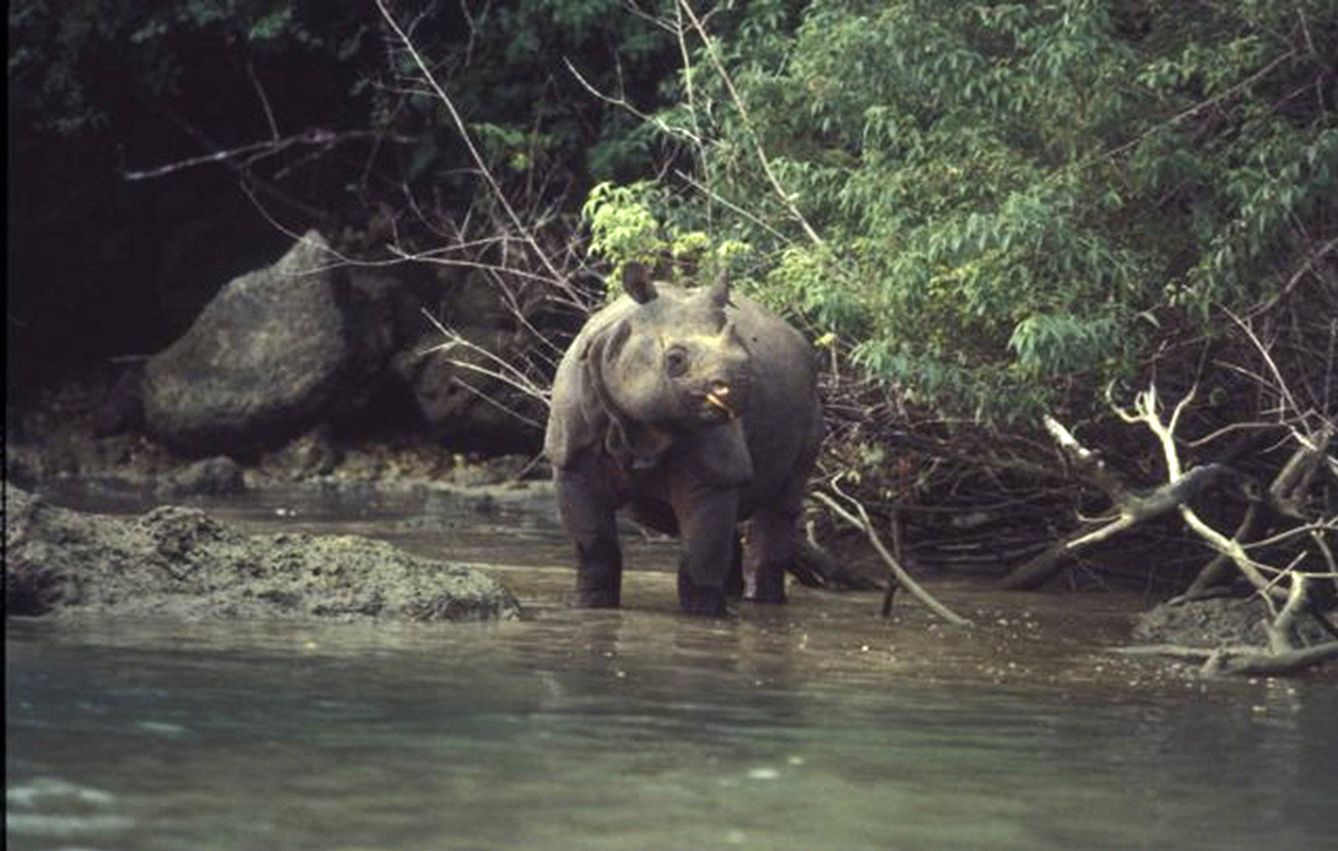 Fotografía facilitada por Cohnwolfe que muestra un ejemplar de rinoceronte de Java.
