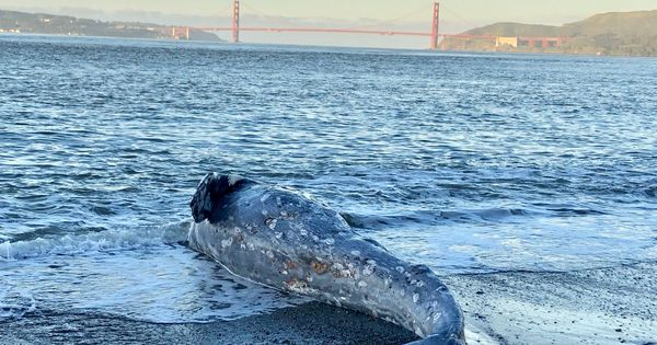 Foto: Csi un centenar de ballenas grises han aparecido muertas en lo que va de año en la costa oeste de Estados Unidos 