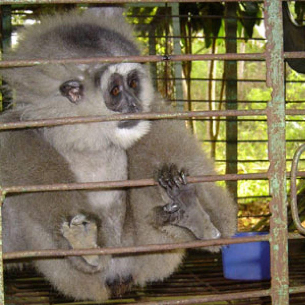 Foto: Orangutanes, tigres, macacos: todo puede comprarse en Indonesia