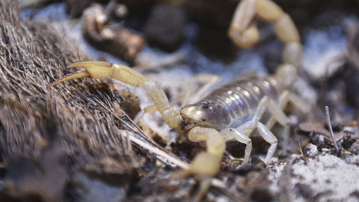 El veneno de escorpión puede ser clave para luchar contra la artritis 