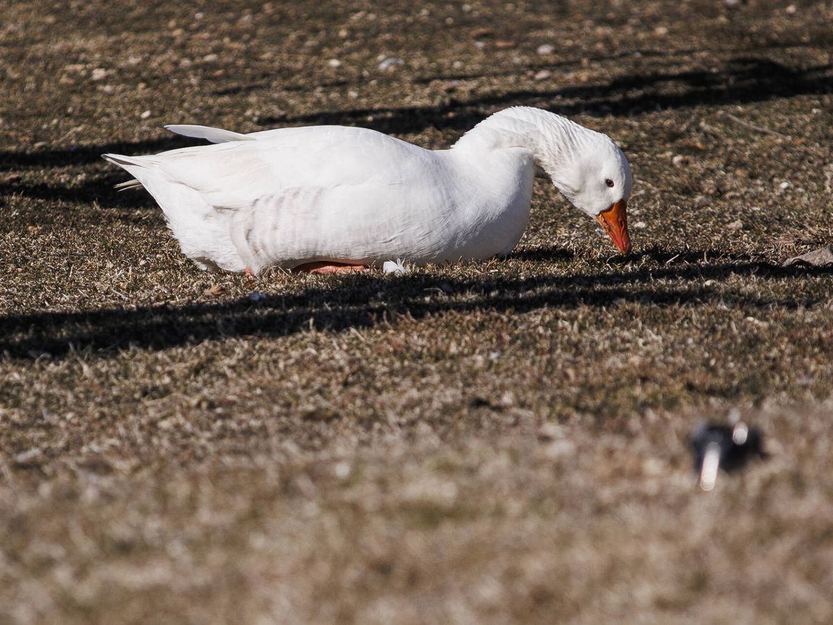 Foto: En la imagen, un ganso blanco enfermo, en la laguna de El Bohodón. (Alejandro Martínez Vélez)