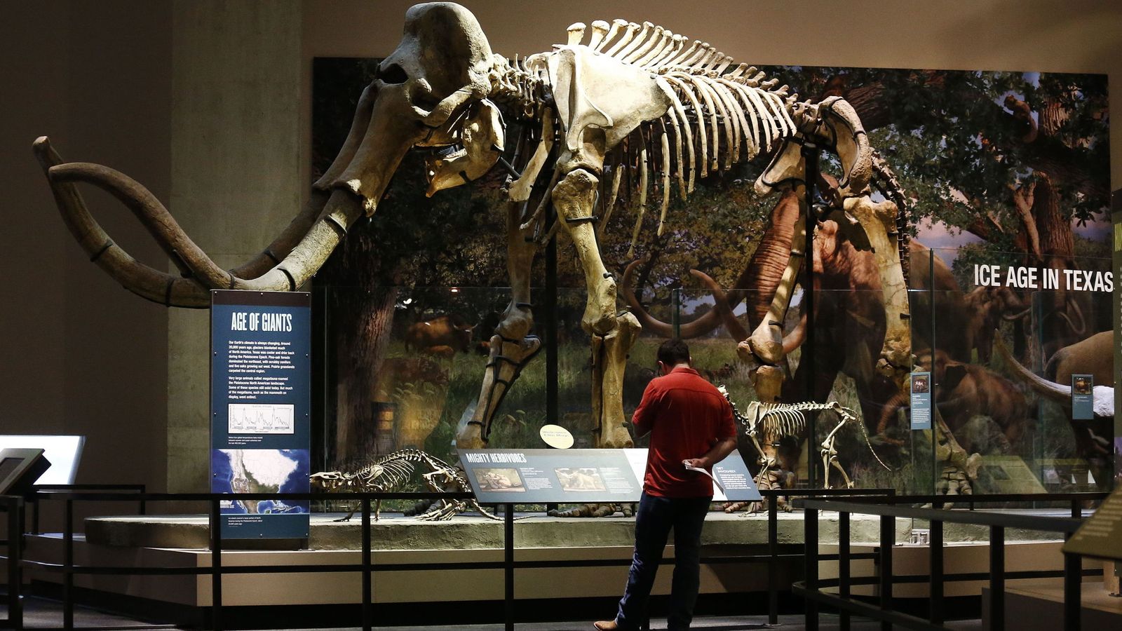 Foto: Un hombre mira el esqueleto de un mamut en una imagen de archivo. (EFE)