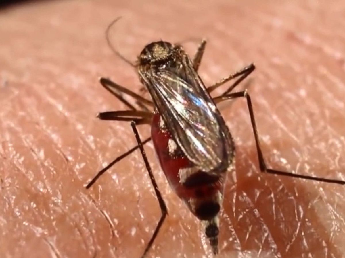 Foto: Los mosquitos, principales transmisores del virus del Zika. Foto: EFE Mahatma Fong