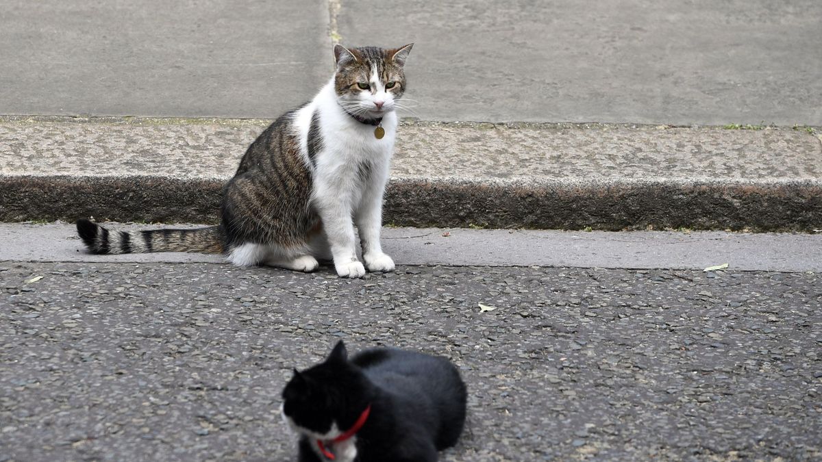 Scotland Yard resuelve el caso del asesino de gatos después de 500 víctimas