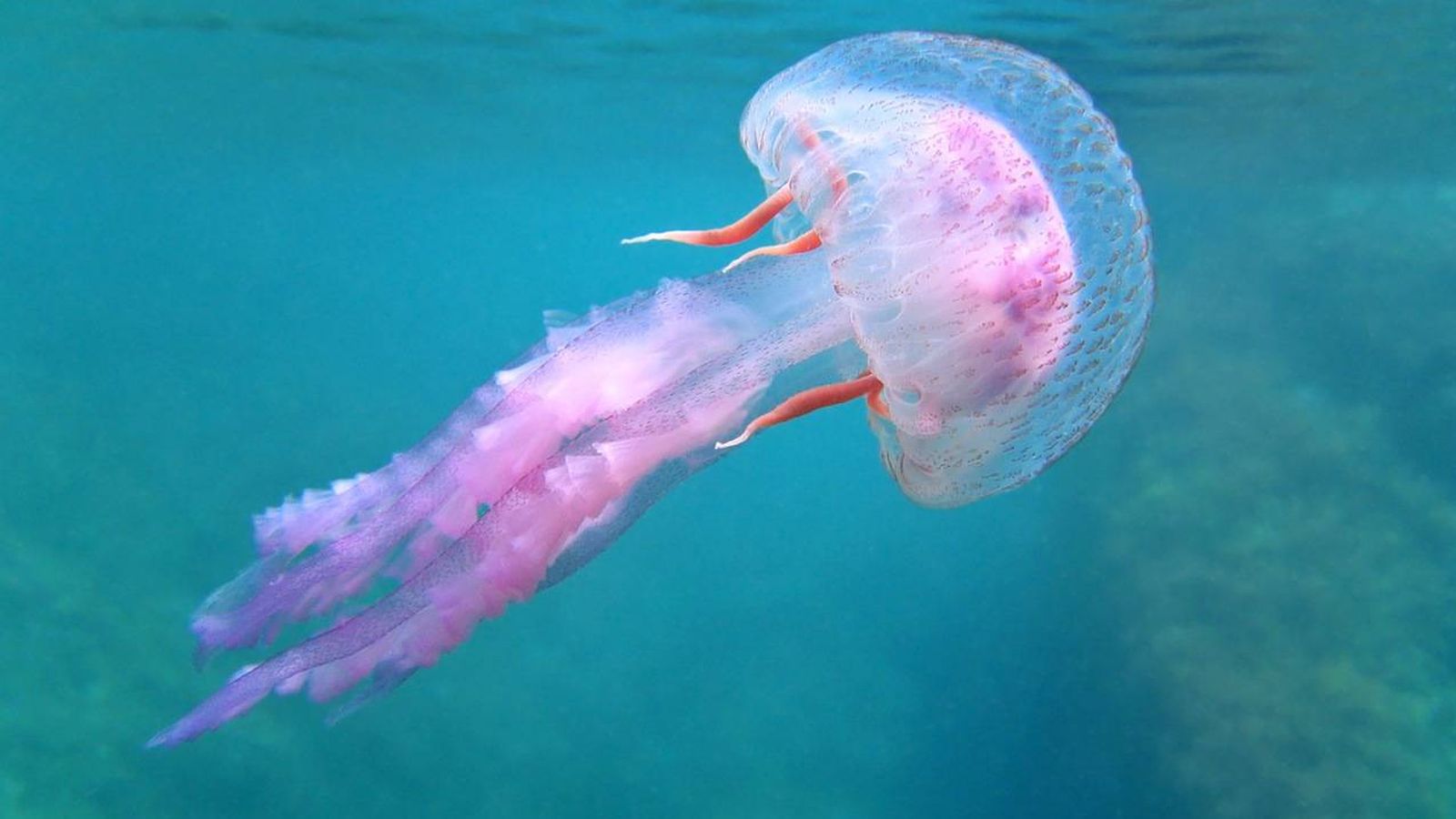 Foto: Pelagia Noctiluca, la medusa que ya está en las costas del Mediterráneo