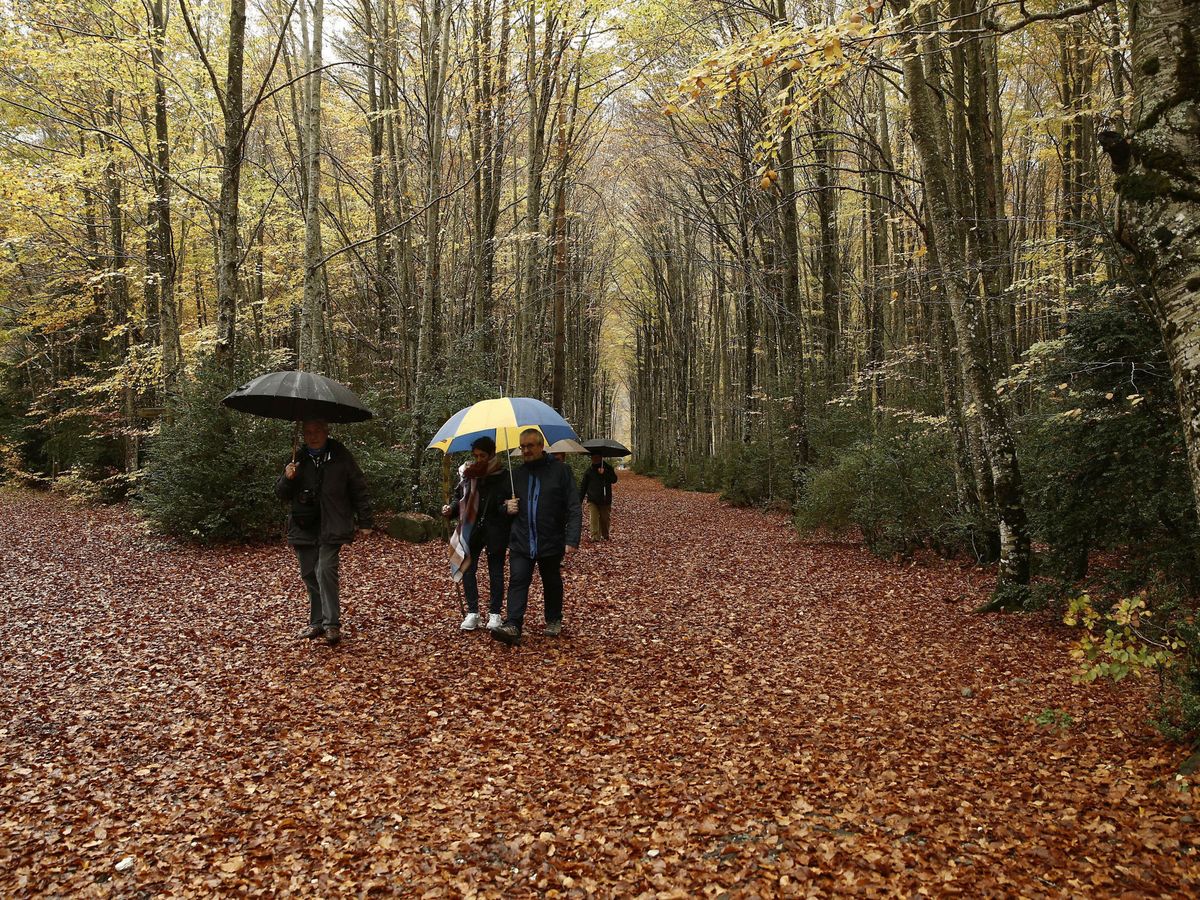 Foto: Un grupo de gente paseando bajo la lluvia por un hayedo navarro. (EFE/J.Diges)