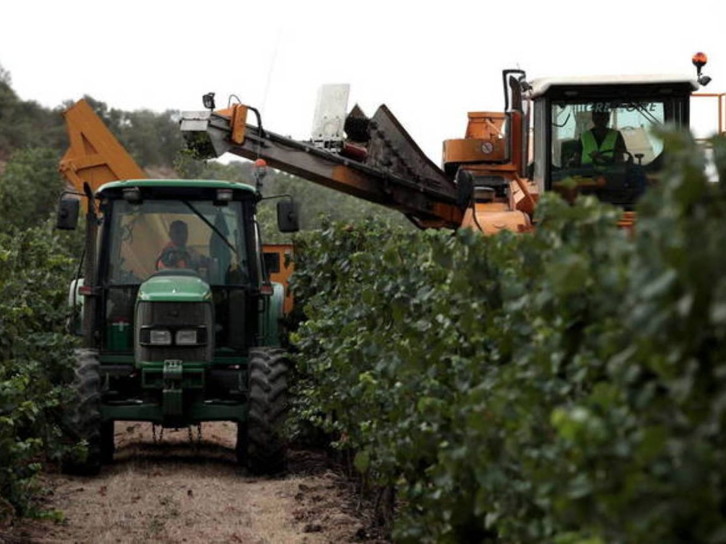 Operarios trabajando los viñedos para cava en una plantación de Cataluña. (EFE)