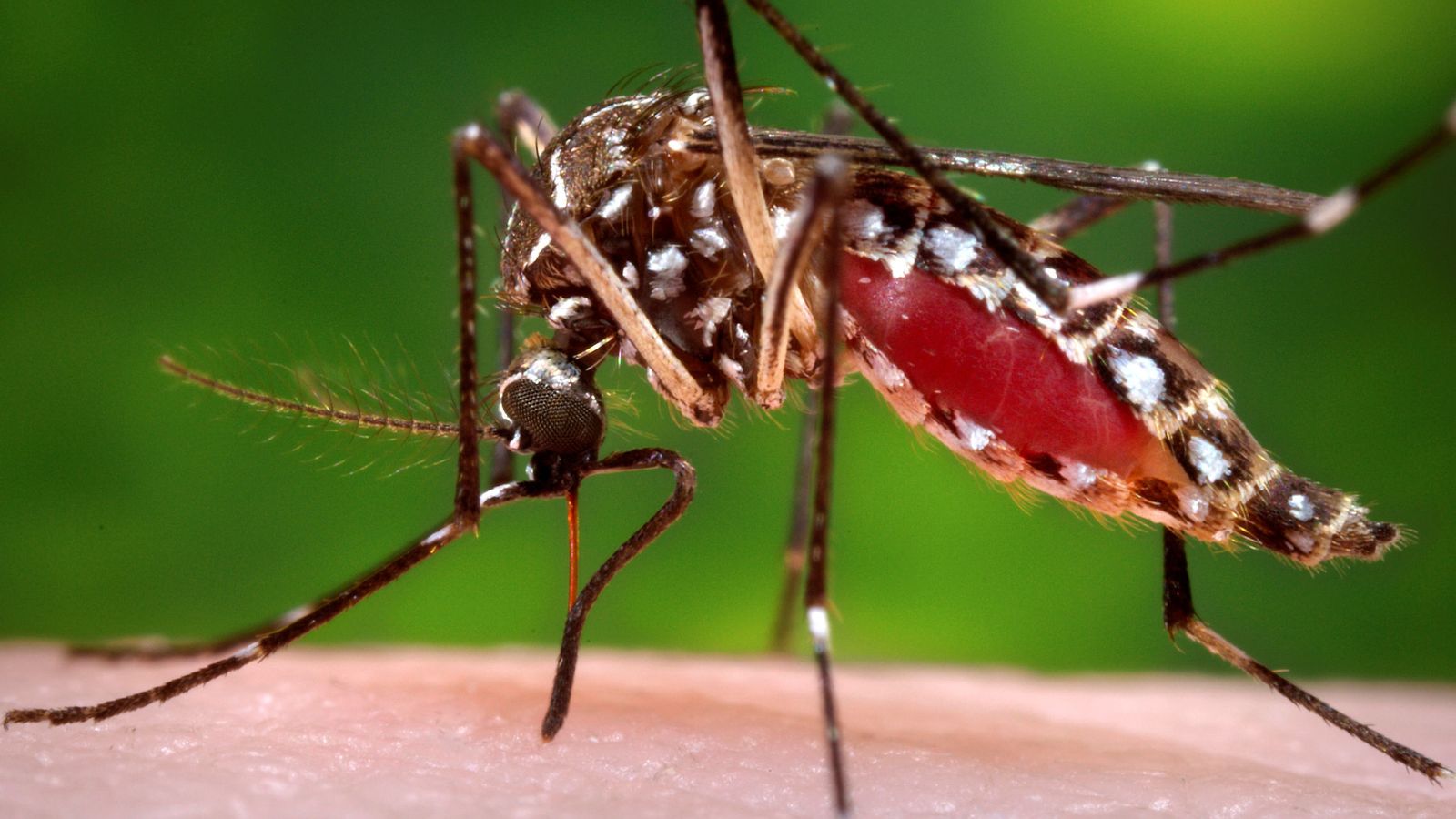 Foto: El mosquito Aedes Aegypti. (Reuters)