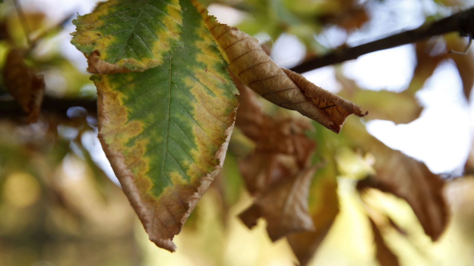 Foto: Un árbol del parque del Retiro muestra los primeros síntomas del otoño (EFE)