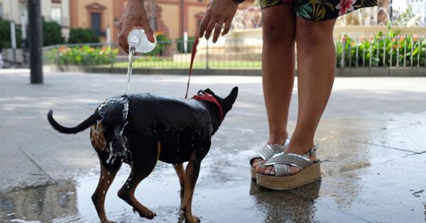 Foto: Una mujer refresca a su perro en Sevilla. (EFE)