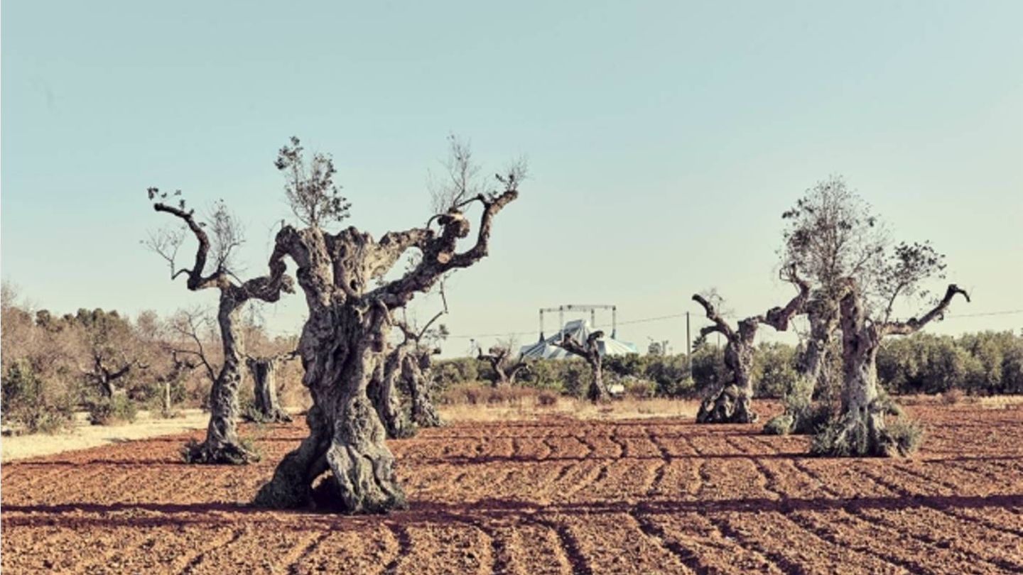 Olivos muertos por acción de la 'xylella' en Italia (Antonio Sorrentino)
