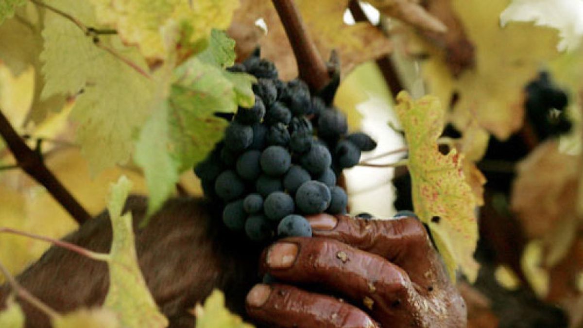 Alertan de que el cambio climático puede bajar la calidad de los vinos