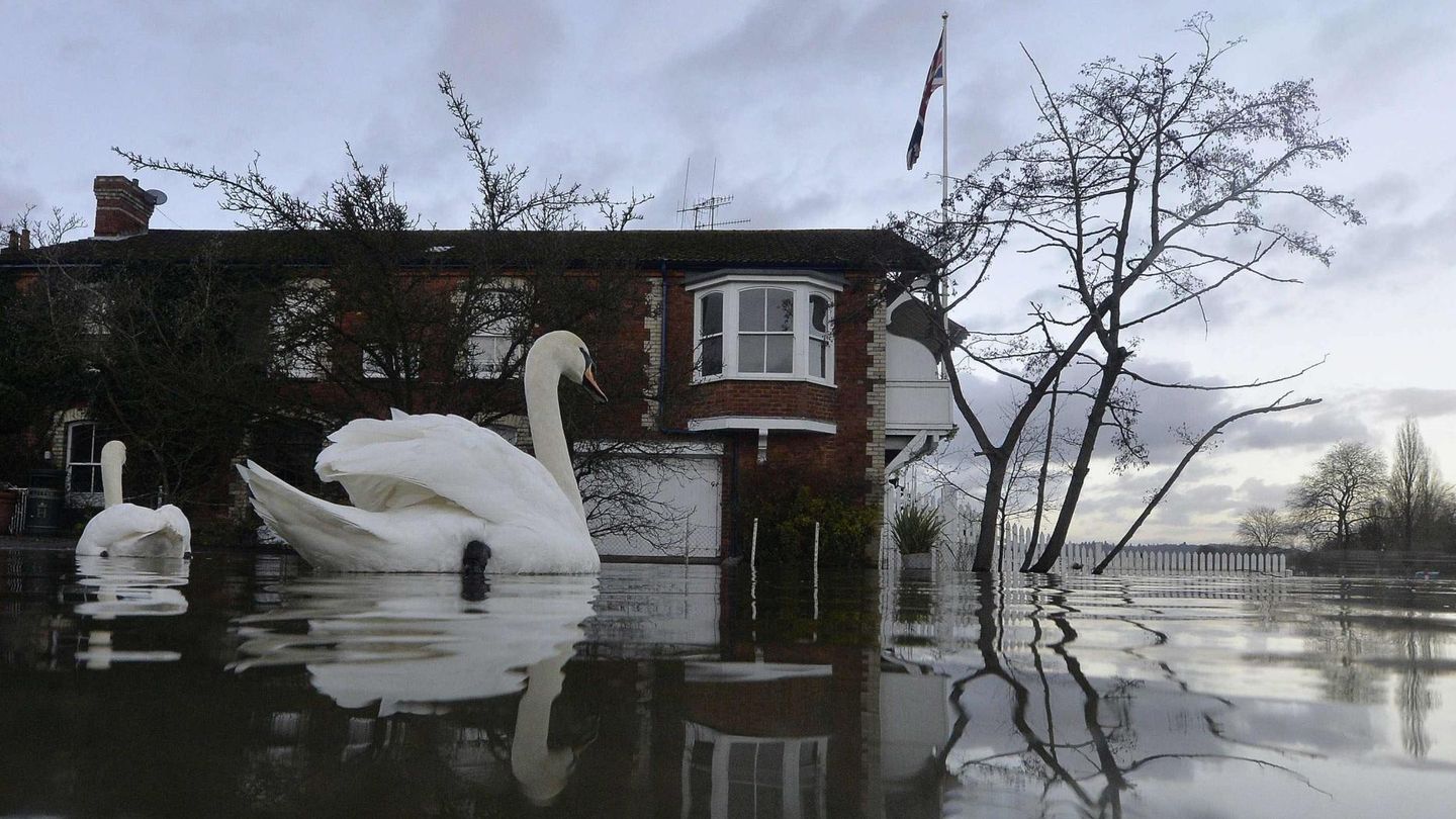 Cisnes nadan en zonas inundadas de Henley-on-Thames (Reuters).
