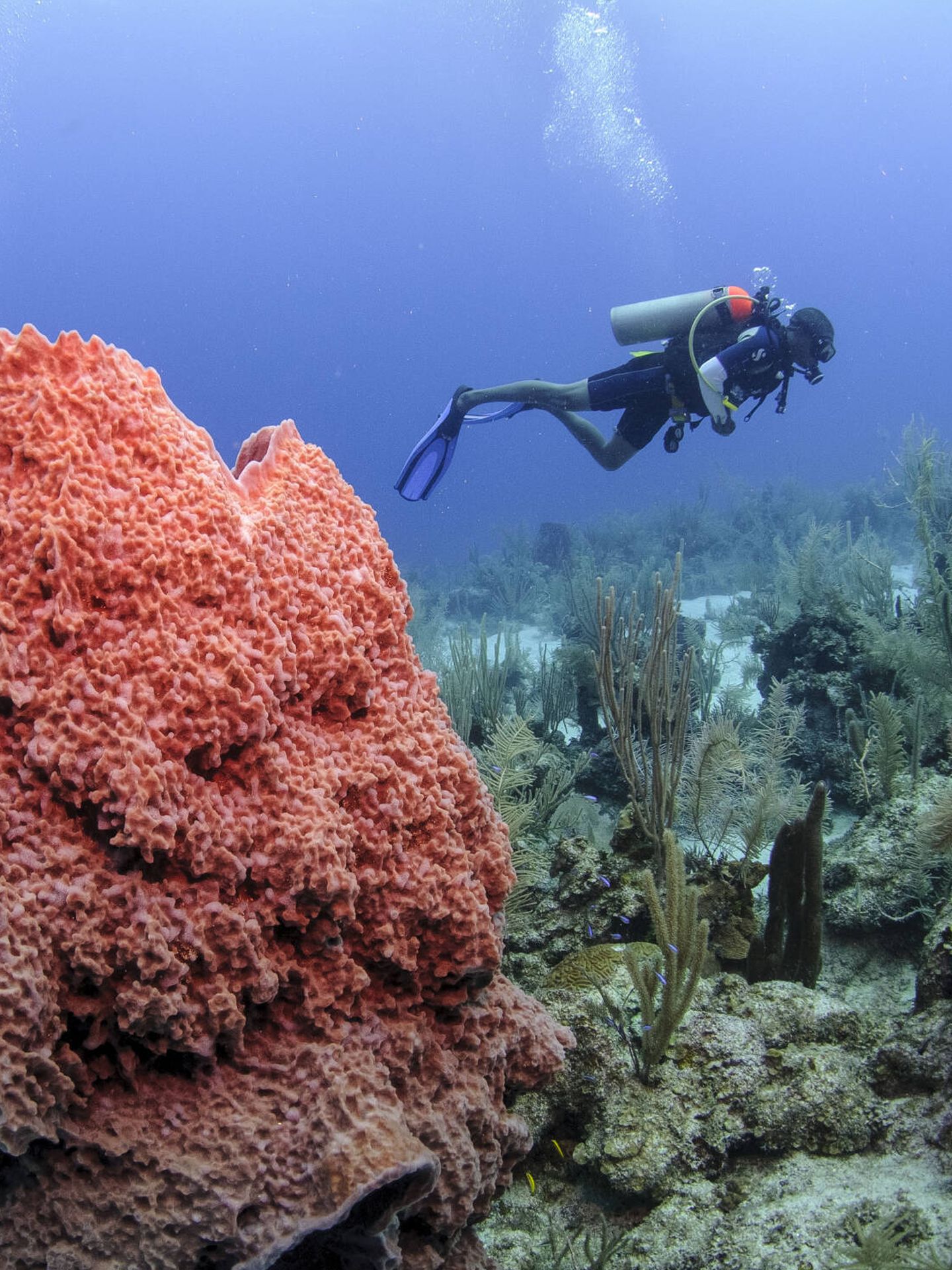 En esta isla encontramos el arrecife de coral más largo de Occidente. (CATA)