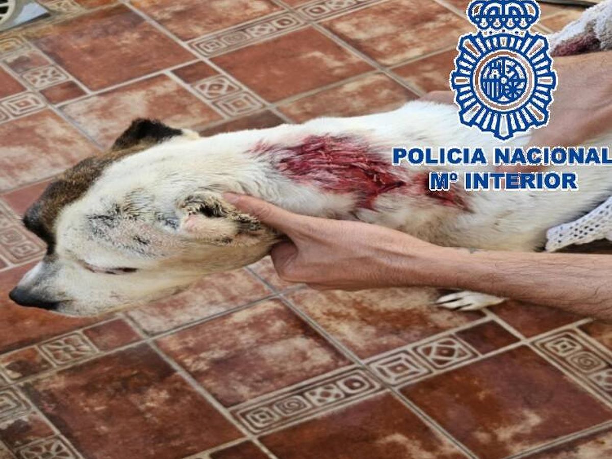 Foto: Imagen del animal presuntamente apuñalado por El Cachulo. (Policía Nacional)