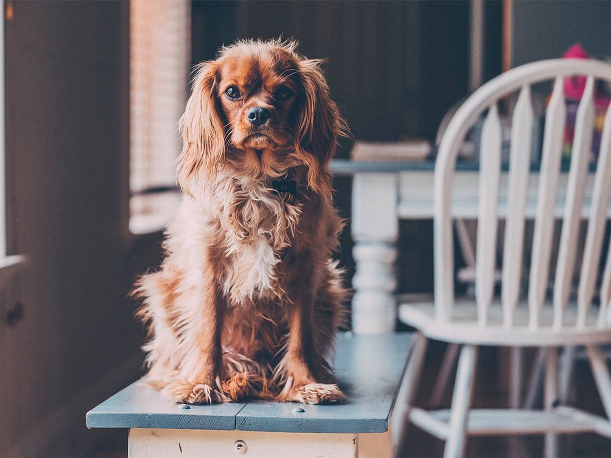 Foto: Los cuidados que debes seguir para que la calima no afecte a tu perro (Pixabay)