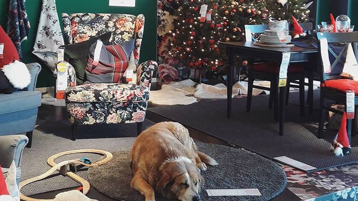 Una tienda de Ikea en Italia abre sus puertas a los perros abandonados