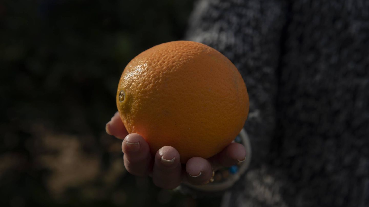Una naranja de las plantaciones de Vega Mestanza. (Toñi Guerrero)