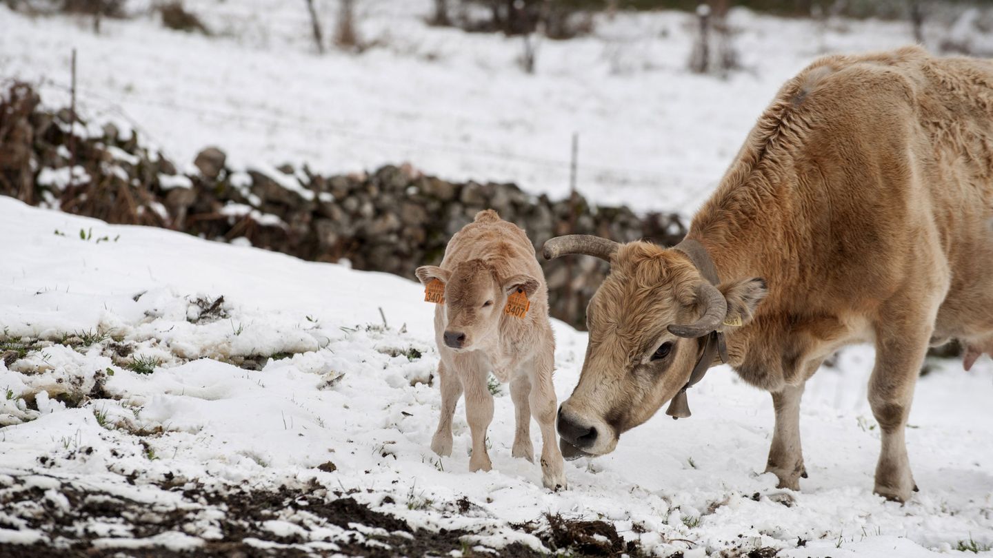 Una vaca y un ternero sobre un prado nevado en el pueblo de Leboreiro, Montederramo (Ourense). Foto: EFE.