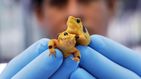 Científicos chilenos luchan por salvar a las últimas ranas del desierto